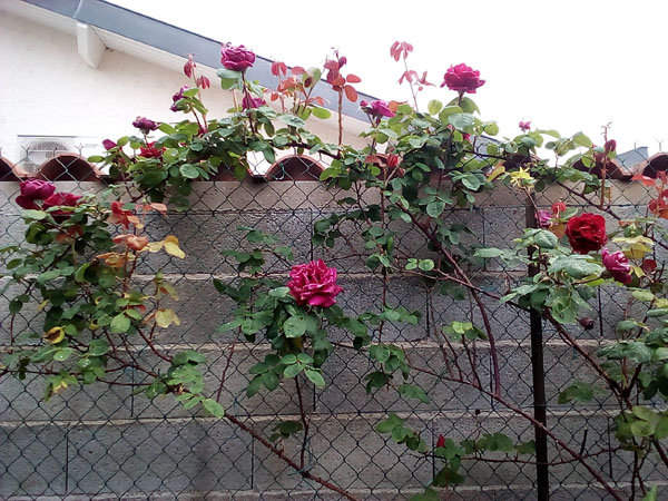 rosier 1